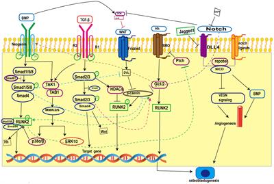 Recent advances in primary cilia in bone metabolism